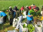 Relawan Bersihkan Sungai Bengawan Solo yang Terdaluhi Eceng Gondok dalam Jarak 5 KM