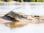 Mengerikan! Seorang Murid SD Diserang Buaya di Sungai Arut Sementara Mandi, Tubuhnya Terluka Parah dipotong-potong