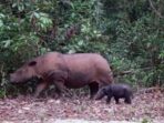 Bayi Badak Sumatera Kelahiran Bahagia di Taman Nasional Way Kambas