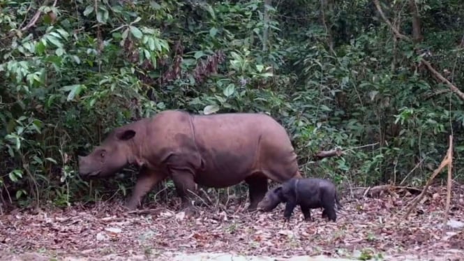 Bayi Badak Sumatera Kelahiran Bahagia di Taman Nasional Way Kambas