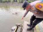 IDI Merespons, Pemilik Potongan Payudara Ditemukan di Surabaya Terungkap